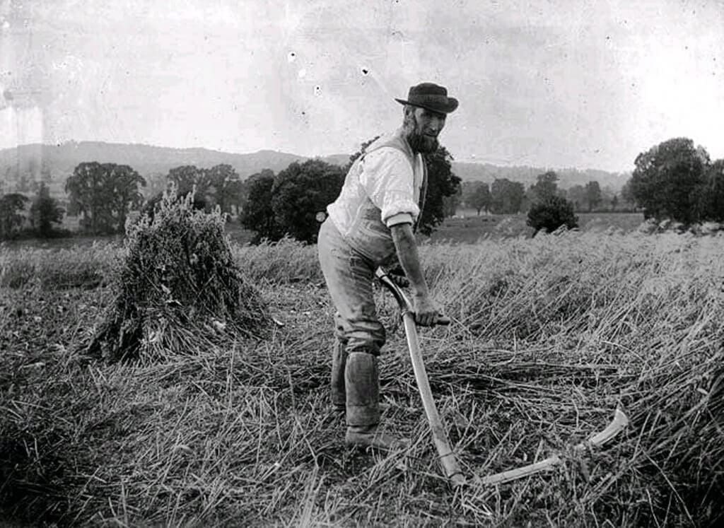 agricultural labourer working with a scythe circa 1900 1024x747